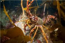 Crawfish © Paul Kay